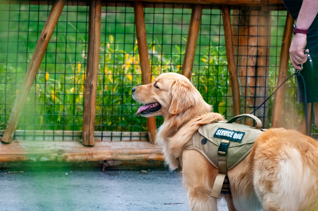 Board and Train Programs for Service Dogs: When the Math Does Not Work