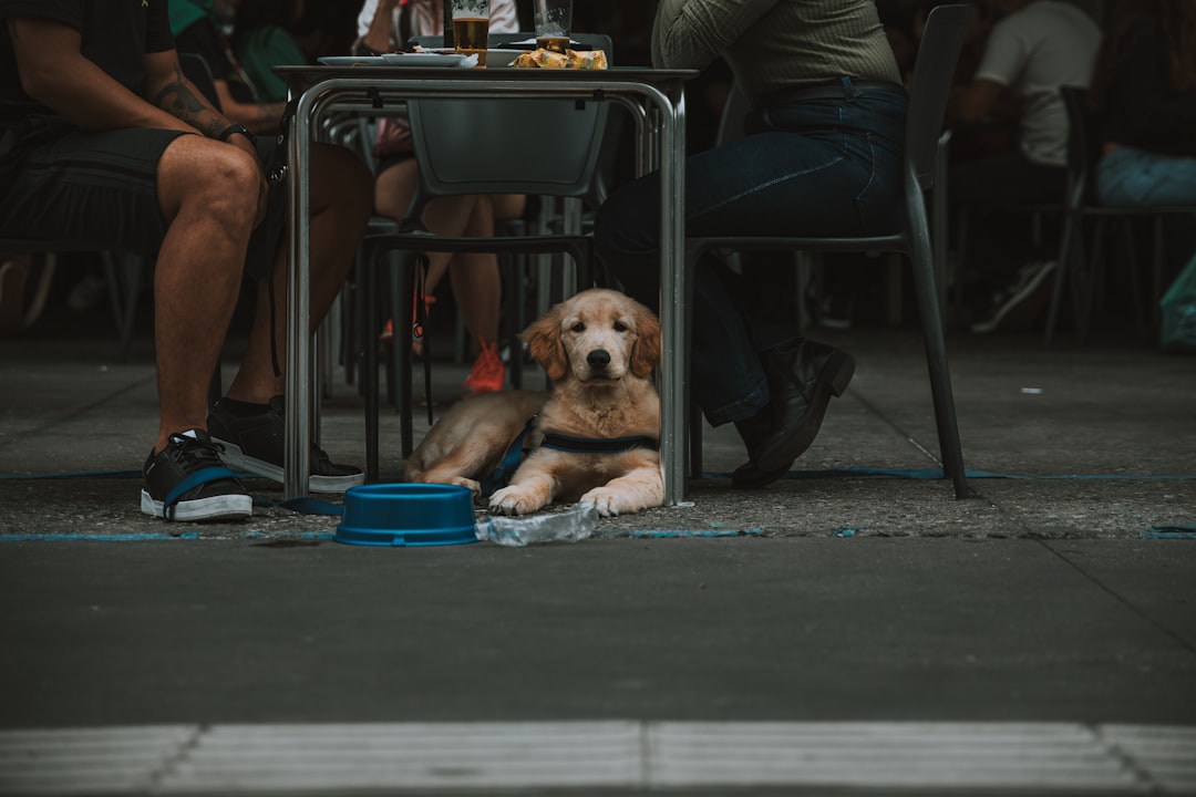 Differential Reinforcement Protocols for Reactive Recovery in Service Dog Candidates