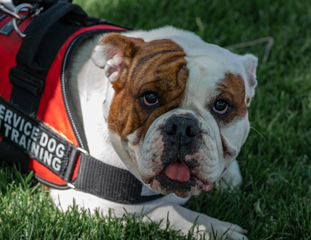 Handler-Dog Team Communication: Reading Beyond the Obvious Signals