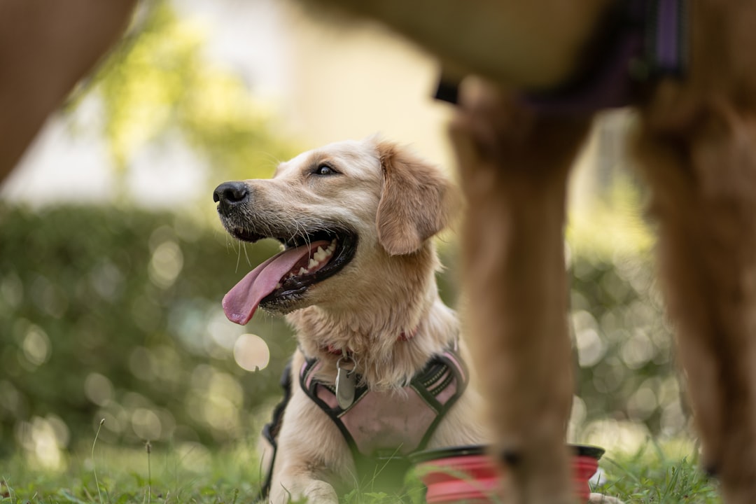 Shelter Assessment Protocol for Service Dog Candidate Selection