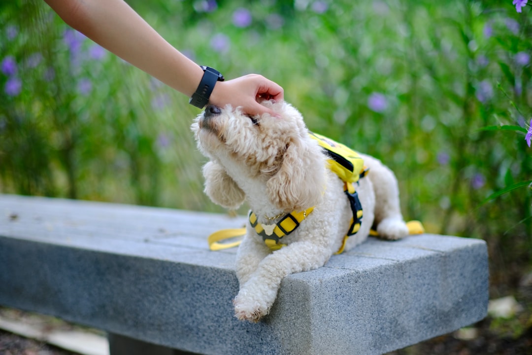 Task Design for Psychiatric Service Dogs: A Framework for Disability-Specific Work