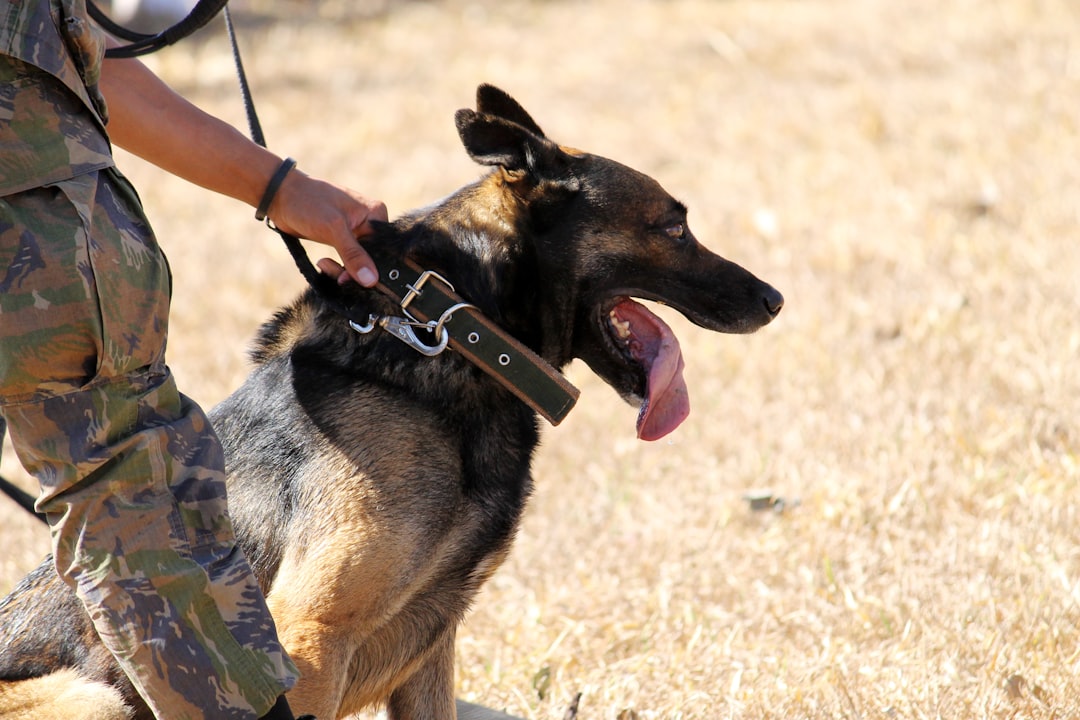 Why I Refuse to Sell Service Dog Vests Without Documentation