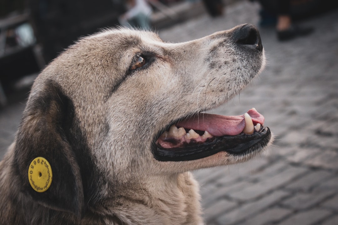 Why Online-Only Training Certifications Fail the Handler Team